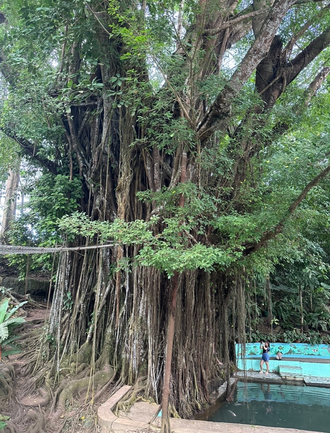 Balete Fish Spa with the huge balete tree in Siquijor