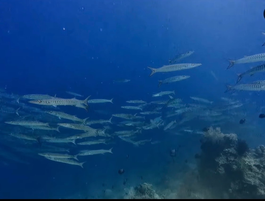 Barracuda above the reef at Tulapos Sanctuary